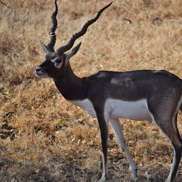 Gujarat Explorer Sheoran Tourism