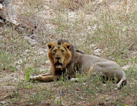 gujarat india tour package gir forest