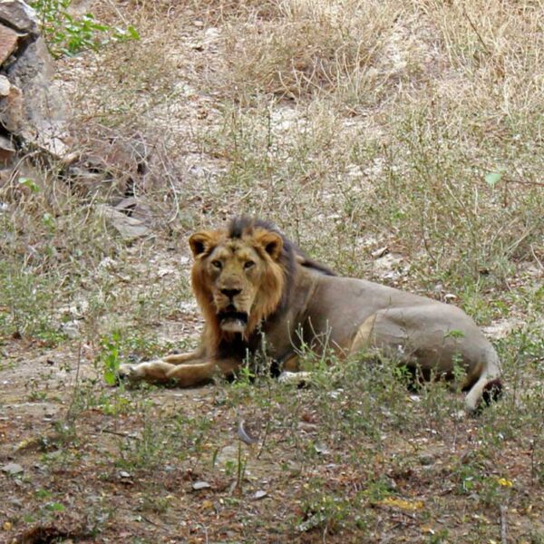 gujarat india tour package gir forest