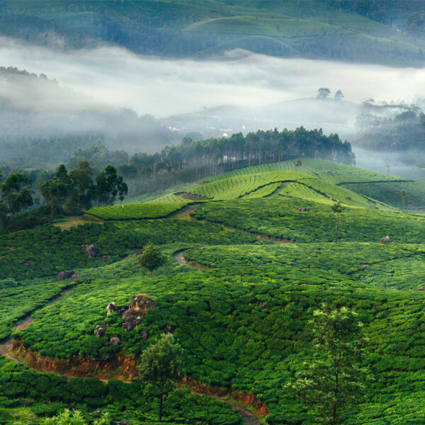 munnar south indian tours