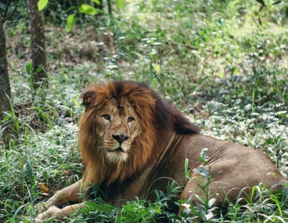 Safari Through Southern India