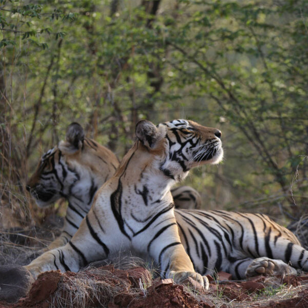 Ranthambore